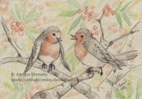 Singing Robin
